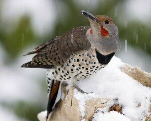 northern_flicker_b53-2-010_l_1-300x240-8375471