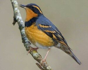 varied_thrush_b57-5-243_l-300x240-5837186