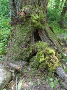 hb31-225x300-5034722