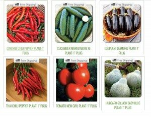 garden-starts-300x232-9396344