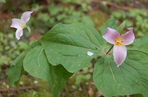 flower1-300x198-1828431