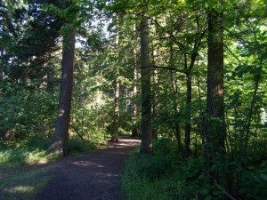 trees-300x225-3910149