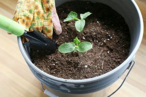 container-garden-2-300x200-3166769