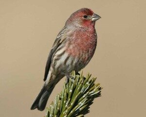 house_finch_s52-13-264_l_1-300x240-8421407