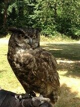 audubon-live-birds-3224806