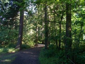 trees-300x225-9609894