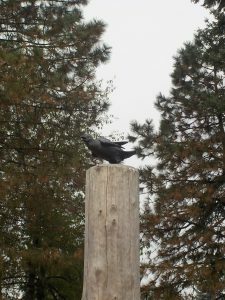 raven-225x300-6014235