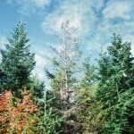 353x353_dead_foliage_root_rot-150x150-5381113