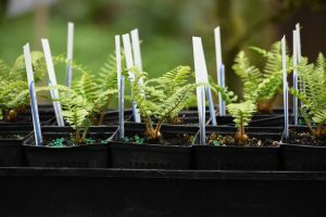 dsc_0209-300x200-6419706