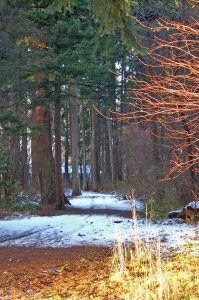 dsc_3591-1a-199x300-1651809