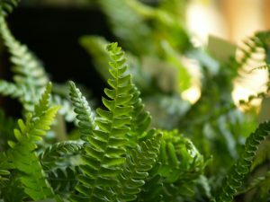 p1011695-300x225-4956088