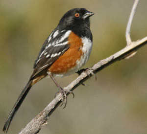 picture2-300x274-1979944