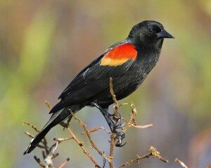 red-winged_blackbird_l07-46-110_l_1-300x240-4719487