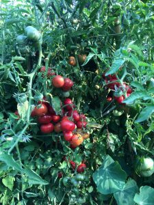 tomatoes-225x300-7114292
