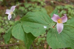 flower1-300x198-4256304