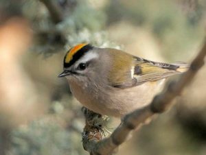 gc_kinglet_stephenparsons-300x226-5985923